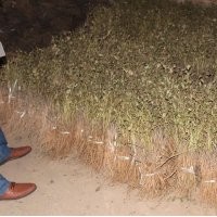 供應(yīng)油用牡丹 山西油用牡丹價格