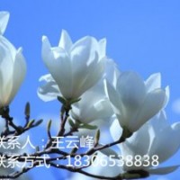 玉蘭苗專賣、品種優(yōu)、價(jià)格低