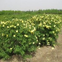 供應(yīng)黃刺玫苗