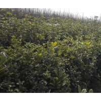 出售冬青香樟枇杷 楠樹 五角楓桂花 紫荊等