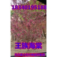 甩賣王族海棠苗-30萬王族海棠苗