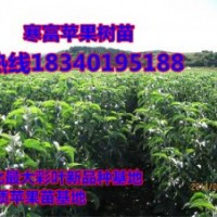 2刀寒富蘋果苗/2刀新蘋紅蘋果苗