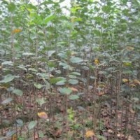 國槐苗 紫葉李 紫葉矮櫻 北欒樹苗 五角楓 元寶楓