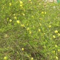 供應(yīng):迎春，連翹，衛(wèi)矛，常青藤