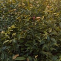 供應(yīng)紅椎苗