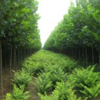 出售速生法桐、國槐、垂柳等