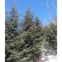 4-6米云杉 二三級樹