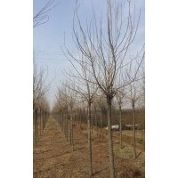 大量供應(yīng)國(guó)槐北欒六公分及一下苗木