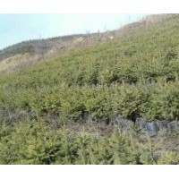 大量出售做床云杉苗4-6年生裝杯苗 30-60公分