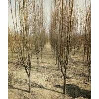 天佑綠化苗木合作社