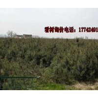 供應(yīng)40萬顆營養(yǎng)杯油松 高度1.2-1.5米 西安周邊