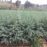 雪松苗（物美價(jià)廉）