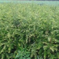 紅豆杉 苗 （物美價(jià)廉）