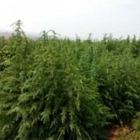 雪松和紅豆杉量大，價格面議！