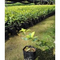 哪里有黃金葉賣