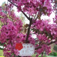 甜茶果/甜茶種子/甜茶小苗價(jià)格