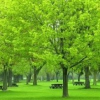 大量工供應(yīng)優(yōu)質(zhì)國槐小苗