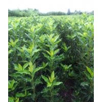 供應(yīng) 法國(guó)冬青 8~12公分