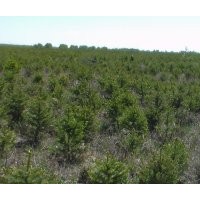 河北康禾苗木整體轉(zhuǎn)讓