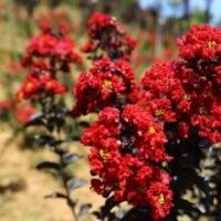 美國(guó)紫葉紫薇（丹紅紫薇、火紅紫薇、赤紅紫薇、銀輝紫薇、飛雪紫