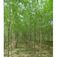 山東白蠟批發(fā)價(jià)格哪家低