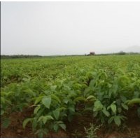 山西運城絳縣供應(yīng)核薄皮桃苗香玲核桃苗