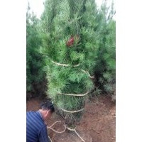 白皮松小苗，白皮松價格，白皮松供應(yīng)