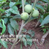 核桃苗 紅葉楊 山楂苗