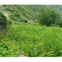 刺槐小苗 大量出售，量大從優(yōu)