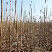 低價(jià)供應(yīng)：北欒樹，南欒樹，火炬樹，各種小苗