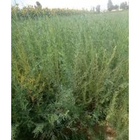 檸條：30-60公分，量大處理