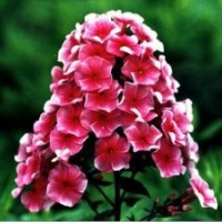 節(jié)日草花_草花_山一草花種植基地(圖)