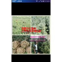 云杉 大量云杉出售