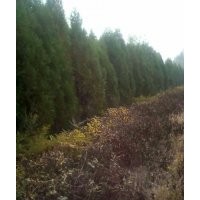 供應(yīng)蜀檜、側(cè)柏、龍柏、油松、華山松、白皮松、華山松