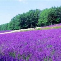 山一花卉苗木草花,草花,草花花壇