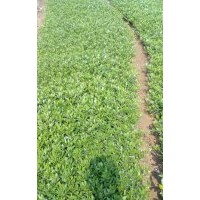 供應(yīng)梔子花、海梔子、大葉梔子、小葉梔子