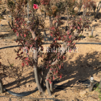 映山紅苗木 映山紅小苗 青島映山紅盆景下山樁高山杜鵑山東映山紅