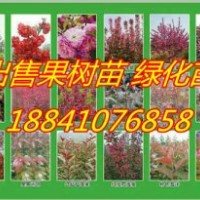 嫁接王族海棠苗/占地光輝海棠苗