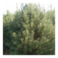 出售1米到8米各種規(guī)格白皮松