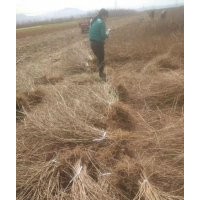 供應(yīng)連翹苗，連翹苗批發(fā)，連翹苗價格，籽播藥用連翹苗