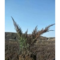 出售沙地柏?zé)o紡布營養(yǎng)杯都有規(guī)格齊全價格便宜上車快有需要的速聯(lián)