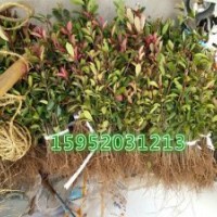 供應紅葉石楠小苗，紅葉石楠小苗批發(fā)價格