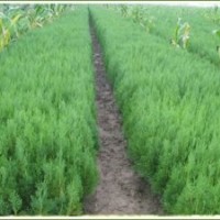 蜀檜、側(cè)柏