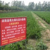 小龍柏價格H30-40-50公分高小龍柏產(chǎn)地價格量大價優(yōu)