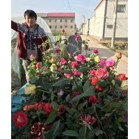 出售各種月季 月季,衛(wèi)矛,冬青