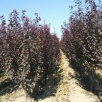 2-5紫葉李，紫葉矮櫻