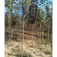 供應(yīng)冬青、國槐、白皮松等綠化苗木