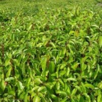 香樟,濕地松,馬尾松