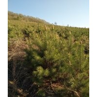 出售：1.5米到2.5米定值樟子松，營養(yǎng)杯樟子松，