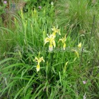 鳶尾花的苗價是多少